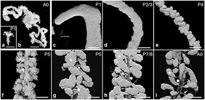 Novel Insight Into the Development and Function of Hypopharyngeal Glands in Honey Bees